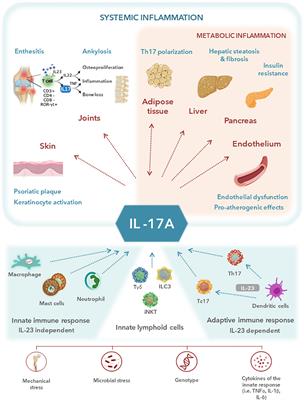 Interleukin-17–targeted treatment in patients with spondyloarthritis and associated cardiometabolic risk profile